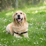Hydroseeding or Mefenoxam: A Grass Seed Guide for Dog Owners